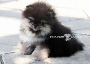 chiot spitz nain