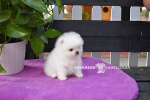 chiot spitz nain blanc