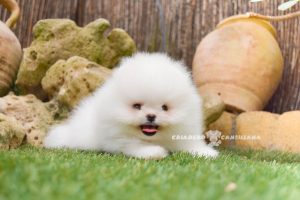 elevage spitz nain blanc