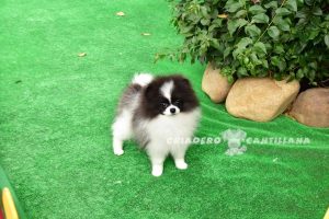 chien spitz allemand nain