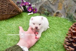 chiot spitz nain