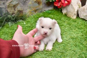 chiot spitz nain