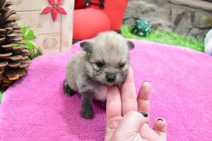 chiot spitz nain canelle