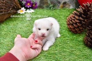 elevage de spitz nain