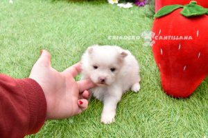 eleveur de spitz nain