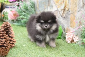 chiot spitz noir et feu